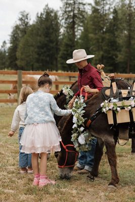 donkeys-being-petted